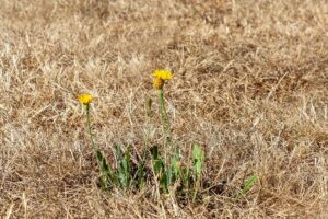 Braunes, trockenes Gras, im Vordergrund ein Löwenzahn